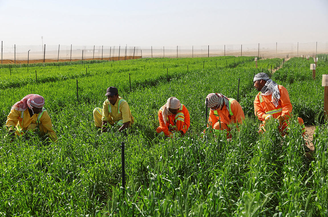 Food and Water Security as an Element of National Security: Strategies for the Gulf